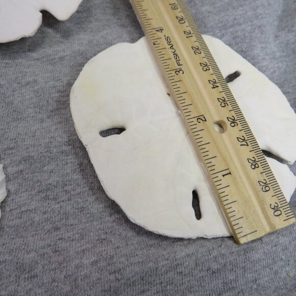 Sea Shell Sand Dollars REAL Large 4" and large white shell 4" Coastal White - Picture 5 of 9